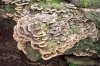 Trametes versicoloor 