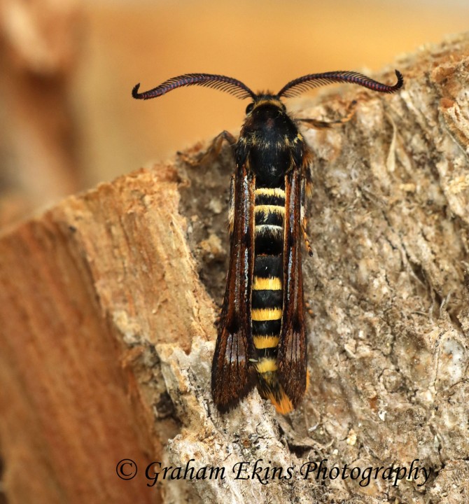 Pennisetia hylaeiformis Raspberry Clearwing Copyright: Graham Ekins