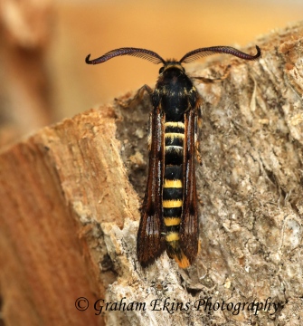 Pennisetia hylaeiformis Raspberry Clearwing Copyright: Graham Ekins