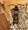 Pennisetia hylaeiformis Raspberry Clearwing Copyright: Graham Ekins