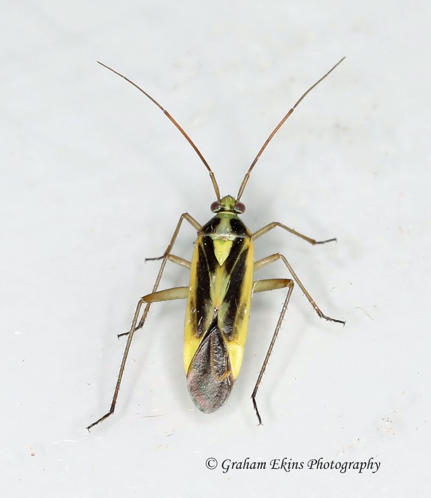 Stenotus binotatus Copyright: Graham Ekins