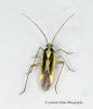 Stenotus binotatus