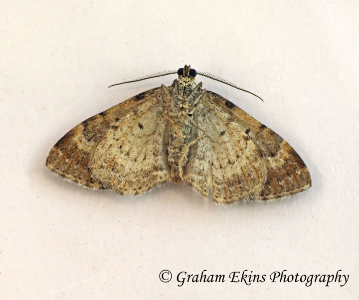 Xanthorhoe spadicearia Red Twin-spot Carpet 7 Copyright: Graham Ekins