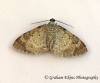 Xanthorhoe spadicearia Red Twin-spot Carpet 7