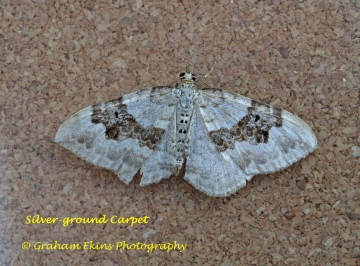 Silver-ground Carpet  Xanthorhoe montanata Copyright: Graham Ekins