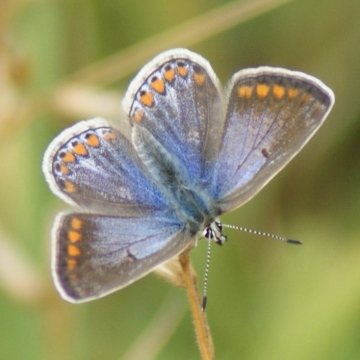 Common Blue (female) Copyright: Robert Smith
