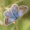 Common Blue (female) Copyright: Robert Smith