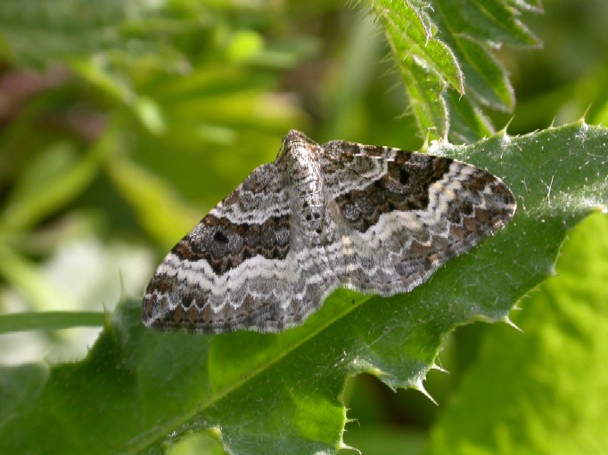 Common Carpet - Epirrhoe alternata Copyright: Malcolm Riddler