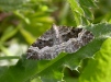 Common Carpet - Epirrhoe alternata  