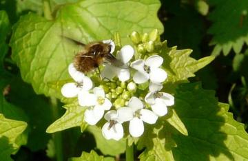 Bombylius major flight1 Copyright: Alan Shearman