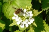 Bombylius major flight1 Copyright: Alan Shearman