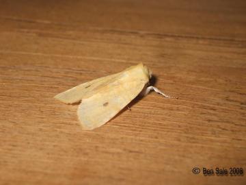 Sallow F.flavescens Copyright: Ben Sale