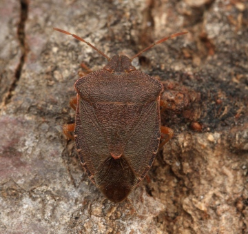 Palomena prasina (Green Shieldbug) (winter colour) Copyright: Graham Ekins