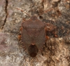 Palomena prasina (Green Shieldbug) (winter colour)