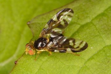 Euleia heraclei fly Copyright: Peter Harvey