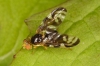 Euleia heraclei fly Copyright: Peter Harvey