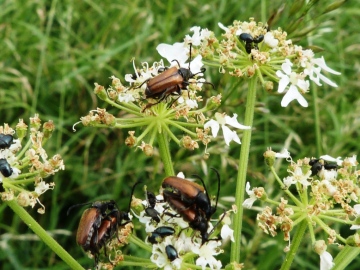 Pseudovadonia livida 1 Copyright: Graham Smith