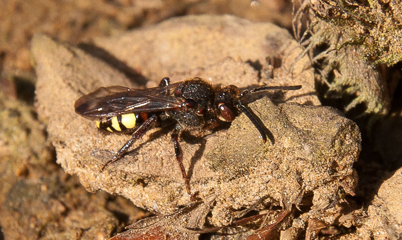 Nomada leucophthalma Copyright: Jeremy Dagley