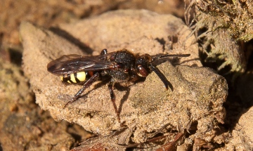 Nomada leucophthalma Copyright: Jeremy Dagley