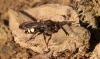 Nomada leucophthalma Copyright: Jeremy Dagley