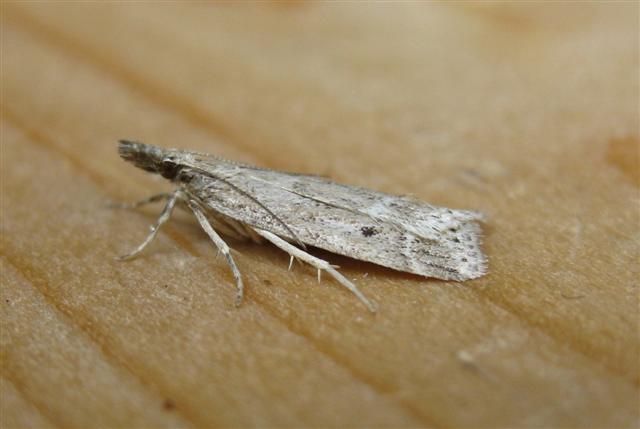 Eudonia pallida. Copyright: Stephen Rolls