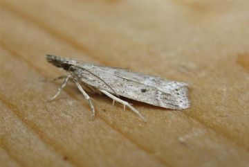 Eudonia pallida. Copyright: Stephen Rolls