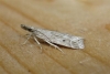 Eudonia pallida.