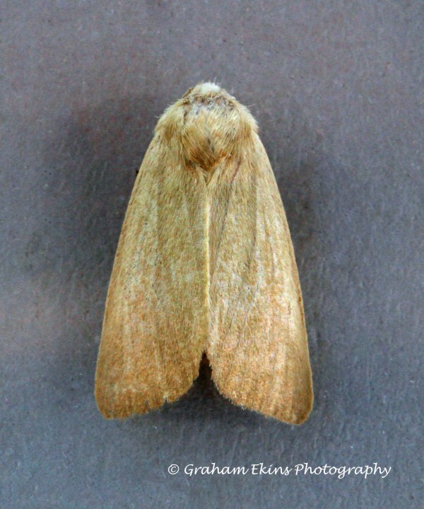 Arenostola phragmitidis  Fen Wainscot Copyright: Graham Ekins