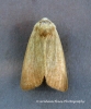 Arenostola phragmitidis  Fen Wainscot