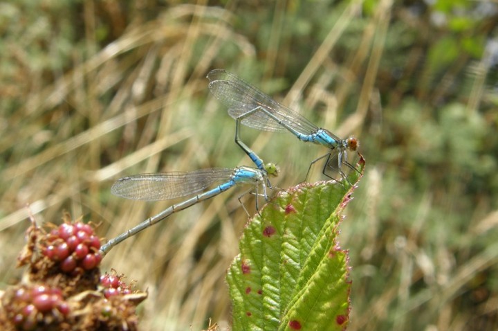 Small red-eyed damselflies Copyright: Sue Grayston