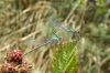 Small red-eyed damselflies