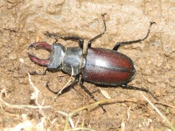 lucanus cervus (stag beetle) Copyright: iona stone