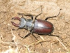 lucanus cervus (stag beetle) 