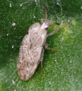 Lacebug 1 Copyright: Peter Furze