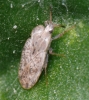 Lacebug 1 Copyright: Peter Furze