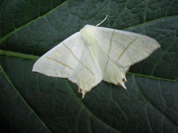 Swallow-Tailed Moth. Copyright: Stephen Rolls