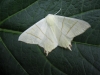 Swallow-Tailed Moth. 