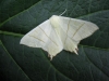 Swallow-Tailed Moth.