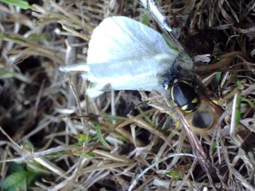 wasp killing butterfly close up Copyright: richard gerussi