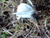 wasp killing butterfly close up 