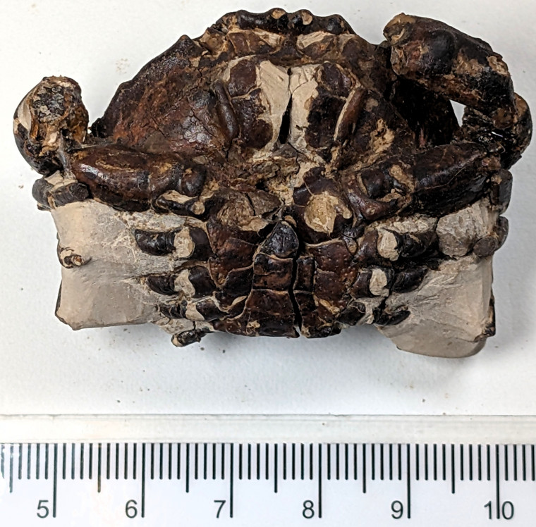 Zanthopsis fossil crab London Clay Chigwell Essex 2 Copyright: William George