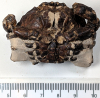 Zanthopsis fossil crab London Clay Chigwell Essex 2