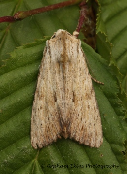 Light Arches  Apamea lithoxylaea Copyright: Graham Ekins