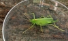 Meconema thalassinum  (Oak Bush Cricket) 2