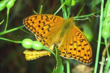 Argynnis adippe-2 Copyright: Peter Harvey