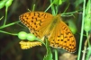 Argynnis adippe-2