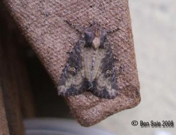 Dusky Brocade (lighter form) Copyright: Ben Sale