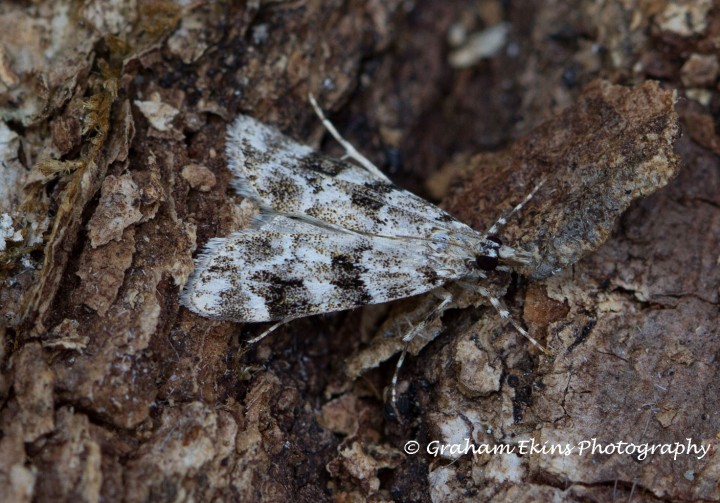 Eudonia delunella 3 Copyright: Graham Ekins