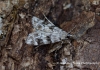 Eudonia delunella 3 Copyright: Graham Ekins