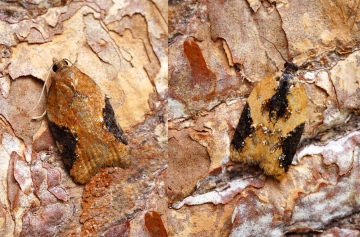 Acleris comariana - (Right) Copyright: Ben Sale